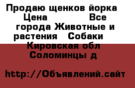 Продаю щенков йорка › Цена ­ 10 000 - Все города Животные и растения » Собаки   . Кировская обл.,Соломинцы д.